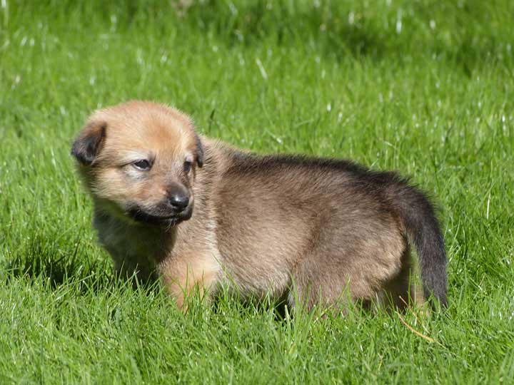 chinook dog